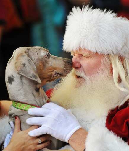 Denver Broncos Even Santa Claus Cheers For Christmas NFL Shirt For Fans